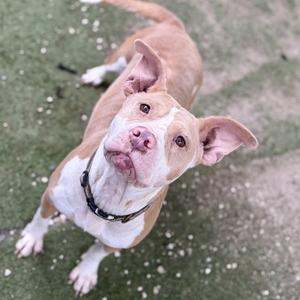 BABY GIRL, American Bulldog, adult, available for adoption