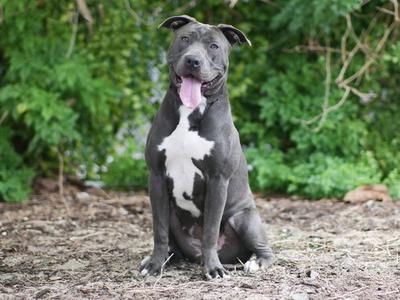 ANGELICA, Pit Bull Terrier, adult, available for adoption
