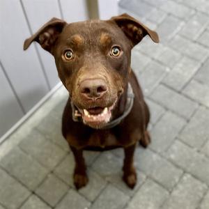 BROOKE, Doberman Pinscher, adult, available for adoption