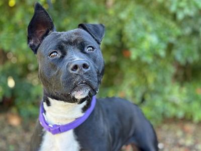 A black and white pitbull mix dog with one ear up and one ear down, wearing a purple collar, looks to the right against a blurred green background.