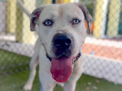 DOVER, Staffordshire Bull Terrier, adult, available for adoption