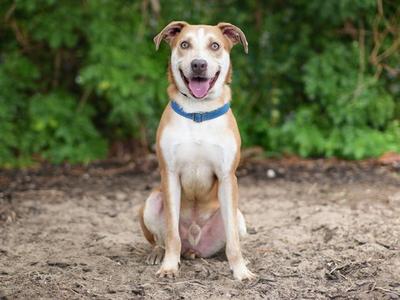 CLOUD, Catahoula Leopard Dog, adult, available for adoption