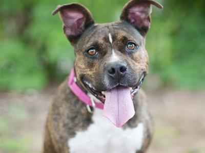 A brown and white dog with a pink collar and tongue out