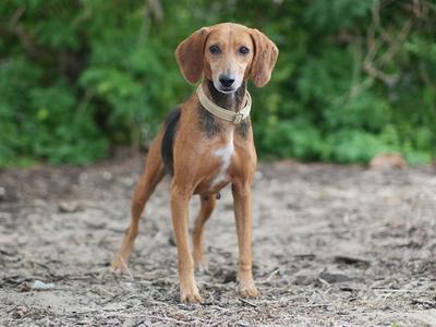 BETSY, American Foxhound, adult, available for adoption