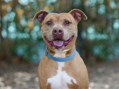 A pit bull dog with a blue collar, smiling and looking directly at the camera. The background is blurred with trees and leaves.