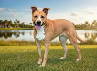 CASEY, Carolina Dog, senior, available for adoption
