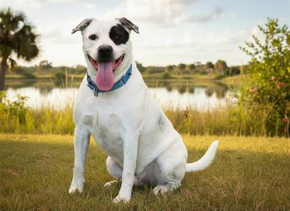 CLOVER, American Staffordshire Terrier, adult, available for adoption