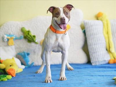 DENNIS, American Staffordshire Terrier, adult, available for adoption