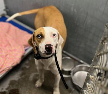 DINAH, American Foxhound, adult, available for adoption