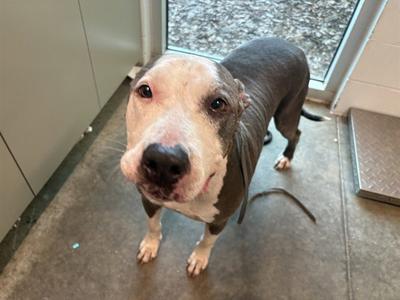 A pit bull terrier standing on a concrete floor, looking up at the camera with its ears perked and a slightly tilted head.
