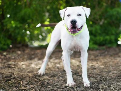 BRINE, American Bulldog, adult, available for adoption