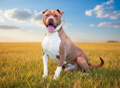 EDDIE, American Staffordshire Terrier, adult, available for adoption