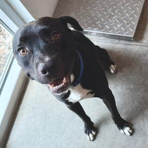 BOSTON, Labrador Retriever, adult, available for adoption