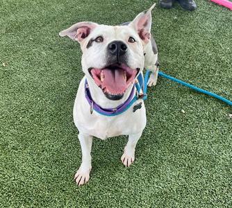 ASPEN, American Bulldog, adult, available for adoption