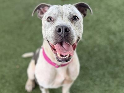 A happy dog with a white and gray coat, wearing a pink collar, sitting on green grass with its mouth open and tongue out.