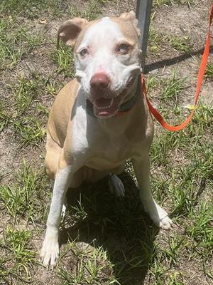 CHILI, Catahoula Leopard Dog, adult, available for adoption