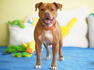 CHANCE, American Pit Bull Terrier, senior, available for adoption