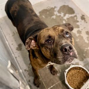 BRUNO, Catahoula Leopard Dog, adult, available for adoption