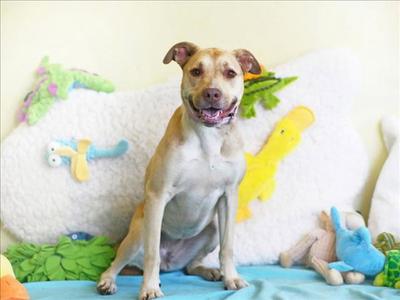 CLEO, Labrador Retriever, senior, available for adoption