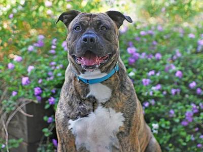 CHESTER, Plott Hound, adult, available for adoption