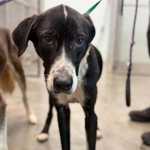 DAYTONA, Labrador Retriever, adult, available for adoption