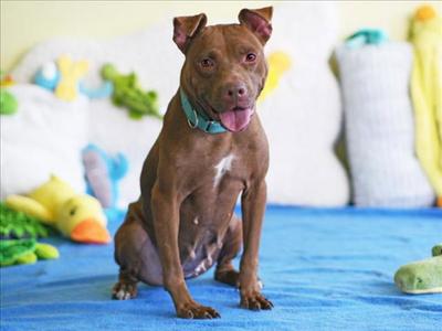 BEVERLY, American Pit Bull Terrier, adult, available for adoption