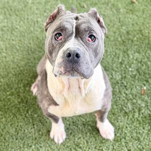 A gray and white dog sitting on green grass, looking up at the camera with its ears perked up.