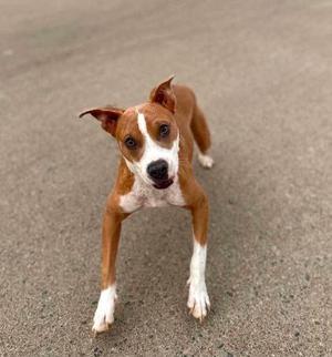 A brown and white dog standing on a paved surface, looking directly at the camera with its ears perked up.