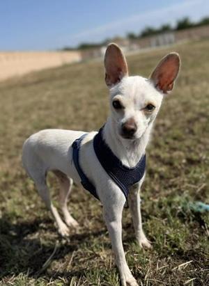 Max, Chihuahua / Mixed Breed, young, available for adoption