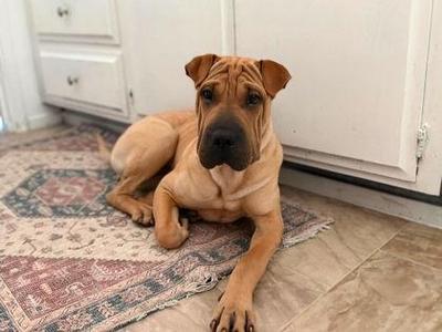 Rhea, Shar-Pei, puppy, available for adoption