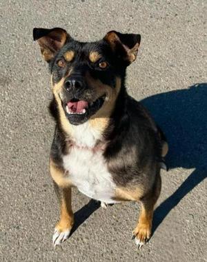 Dante, Pit Bull Terrier / Doberman Pinscher, adult, available for adoption