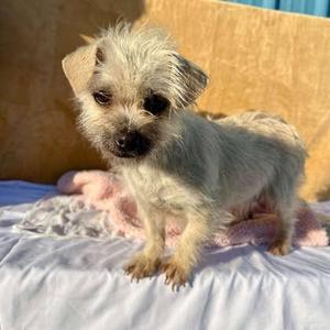Phoebe, Terrier / Mixed Breed, adult, available for adoption