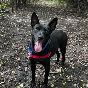 Akira, Mixed Breed (Medium), adult, available for adoption