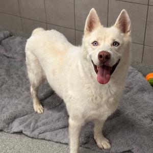 A white dog with blue eyes standing on a gray blanket.