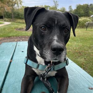 Wilson, Mixed Breed (Large), adult, available for adoption