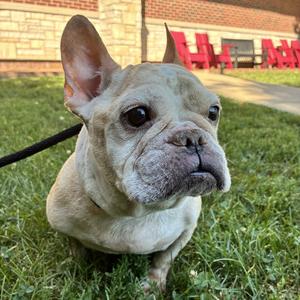 Jazzy, Bulldog, French, adult, available for adoption