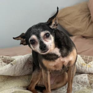 Butters, Chihuahua, Short Coat, senior, available for adoption