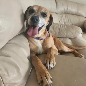 A brown and white dog lying on a beige couch with its tongue out.