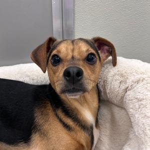 Carmel swirl Latte, Chihuahua, Short Coat, adult, available for adoption