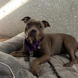 Maggie Mae, adult, available for adoption