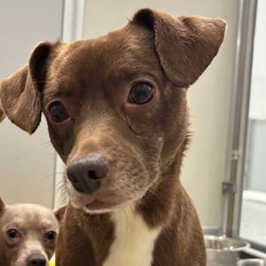 Expresso, Chihuahua, Short Coat, adult, available for adoption
