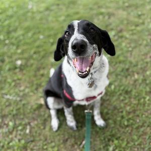 A black and white dog wearing a harness, sitting on grass and looking up with its mouth open.