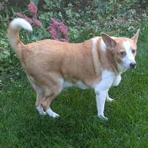 Piper, Mixed Breed (Medium), senior, available for adoption