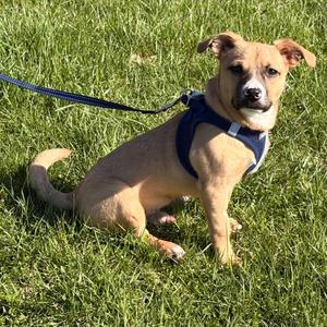 Cheddar, Mixed Breed (Medium), young, available for adoption