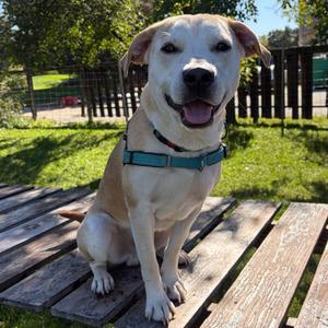 Pete, Mixed Breed (Medium), adult, available for adoption