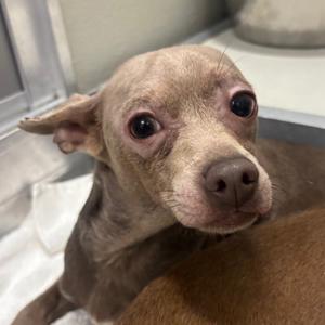 Flap Jack, Chihuahua, Short Coat, adult, available for adoption