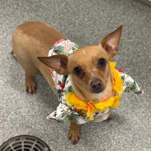 Lilly, Mixed Breed (Small), adult, available for adoption