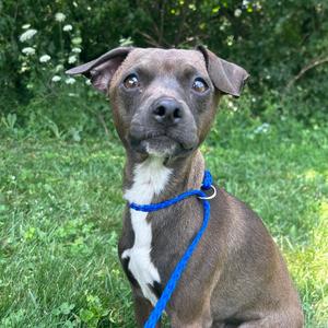Ellis, Mixed Breed (Small), adult, available for adoption