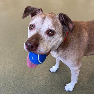 A brown and white dog holding a blue ball in its mouth