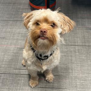 A small, fluffy dog with light brown and white fur, wearing a black collar, sitting on a gray tiled floor.